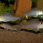 Xenotilapia boulengeri Isanga