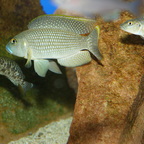 Lamprologus callipterus