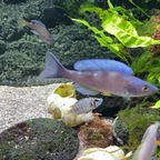 2 Minuten juveniler Balzversuche