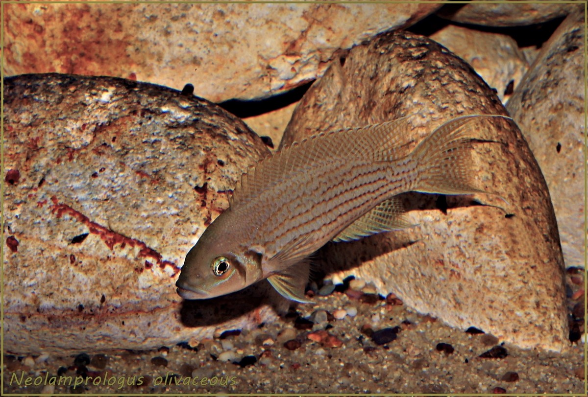 Neolamprologus olivaceous Tanganjika Cichliden Forum