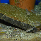 Nachwuchs von Triglachromis otostigma