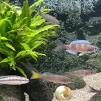 Halbstarke Cyprichromis leptosoma kekese (6-8 cm)