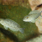 Lamprologus callipterus