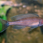 Paracyprichromis brieni Luagala Point (Mahale NP) WF