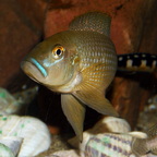 Lamprologus callipterus