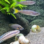 Halbstarke Cyprichromis leptosoma kekese (6-8 cm)